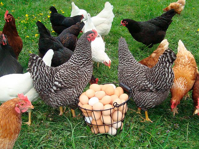 Содержание кур и уход за ними | ЗооТом - продажа, вязка и услуги для животных в Щёлково