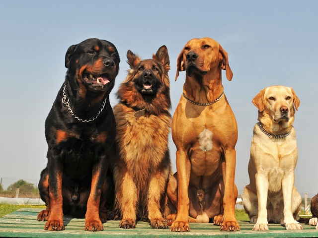 Крупные породы собак в Щёлково | ЗооТом портал о животных